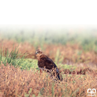 گونه سنقر تالابی شرقی Eastern Marsh Harrier